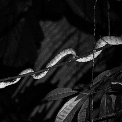 4F0A3982_Boa Constrictor de Arbol